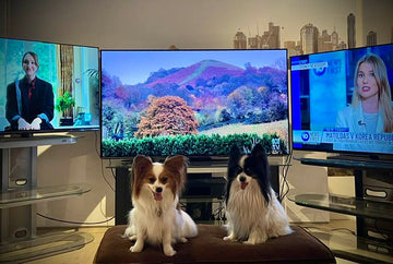 Loewe WE.SEE OLED 4K UHD Smart TV 55"