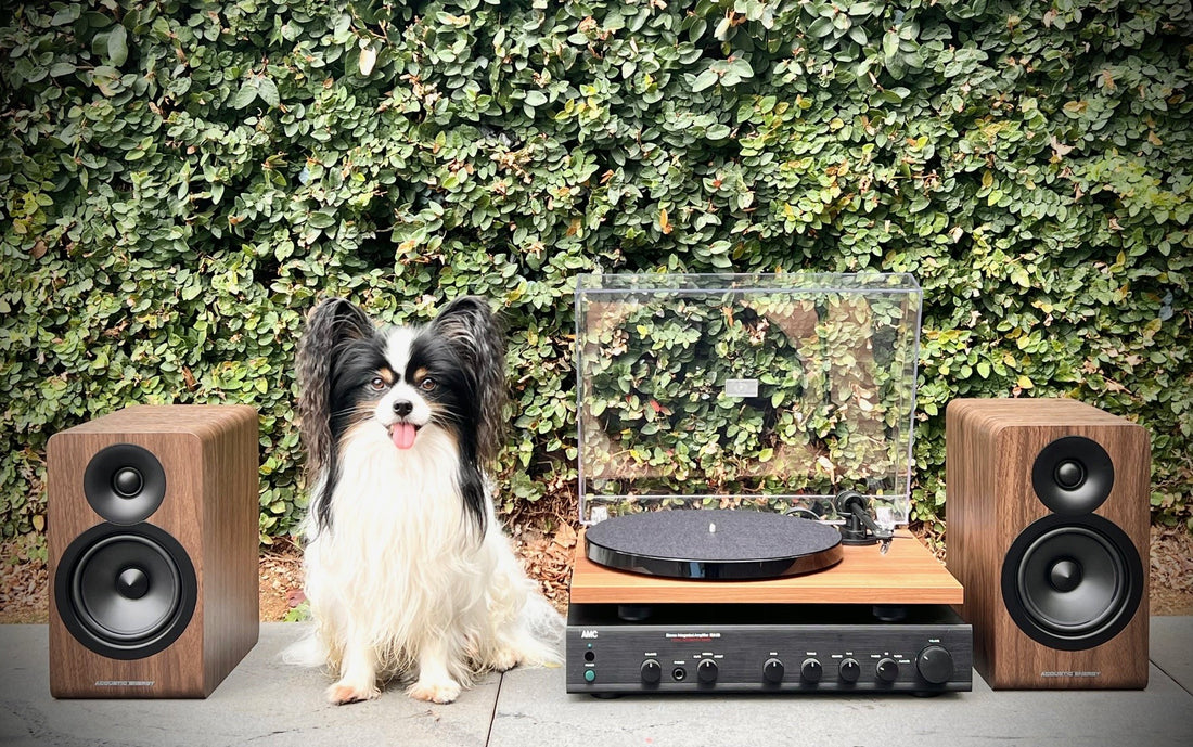 Dion the papillon poser with system