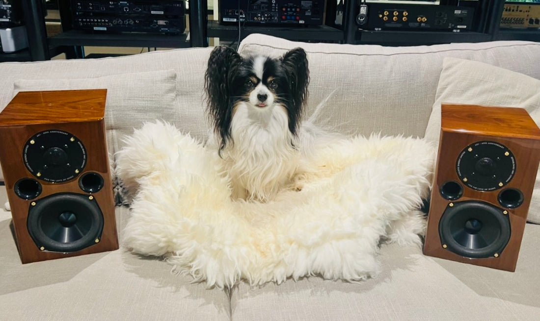 Acoustic Energy AE1 40th anniversary loudspeaker