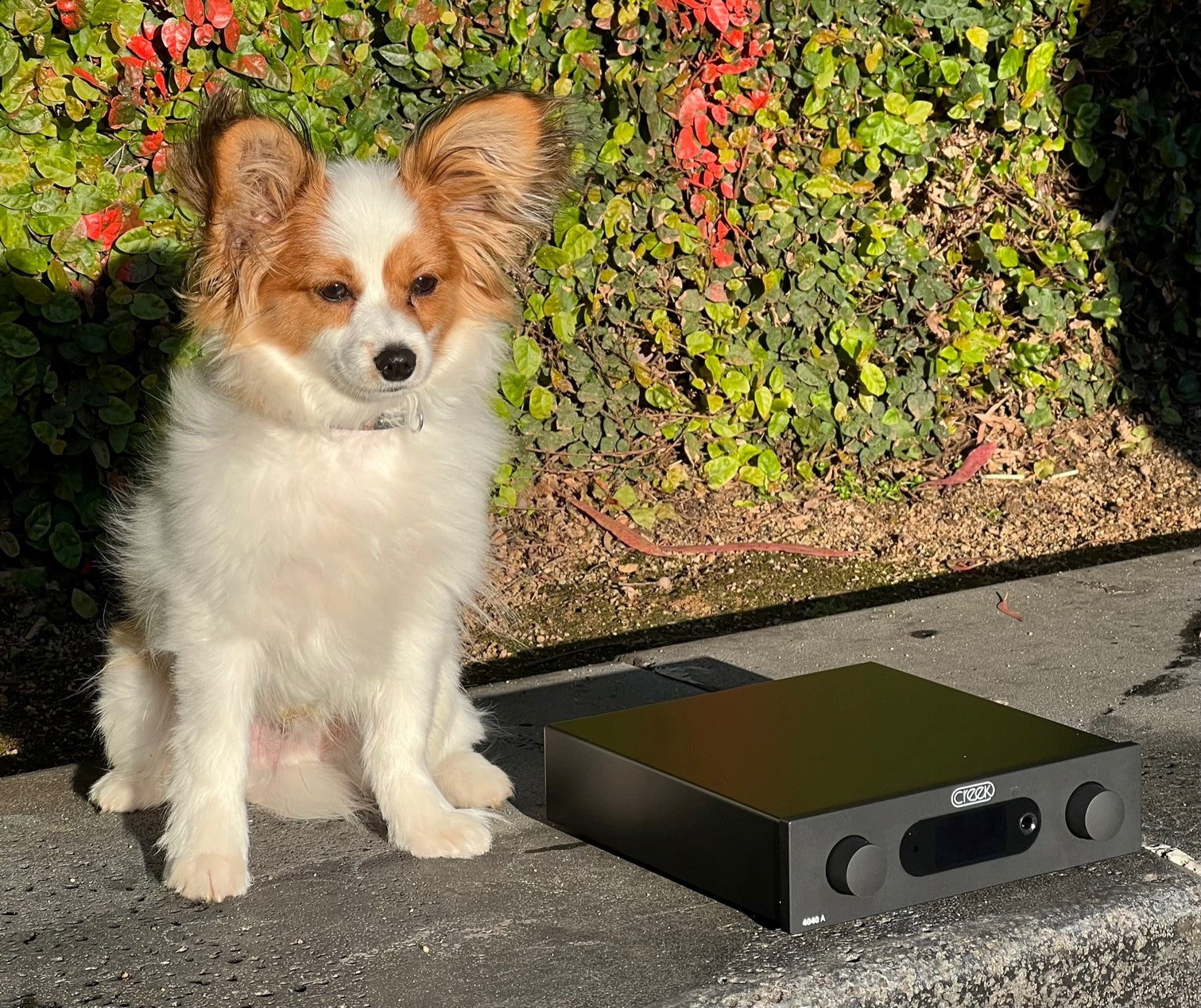 Creek Audio 4040 integrated amplifier ... born again ... small and mighty